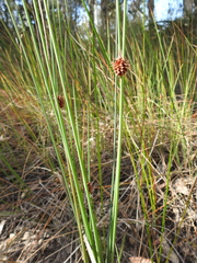 Chorizandra cymbaria