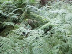 Hypolepis sparsisora