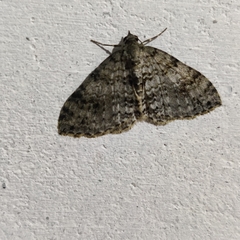 Atopophysa indistincta