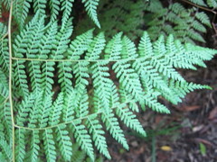 Hypolepis sparsisora