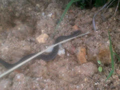 Bitis atropos atropos