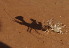 Pephricus