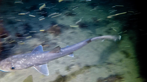 Australian smooth hound (Mustelus antarcticus) — Triakidae — 4