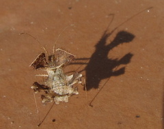 Pephricus