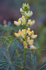 Lupinus angustiflorus