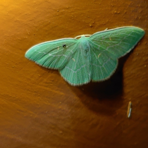 Cymaria, 2021-08-18