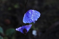 Utricularia lateriflora