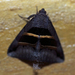 Grammodes congenita - Photo (c) Nigel Voaden, algunos derechos reservados (CC BY)