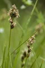 Carex muricata