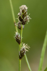 Carex muricata