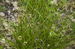 Carex muricata