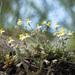 Hoary Rockrose - Photo (c) Martin A. Prinz, some rights reserved (CC BY-NC), uploaded by Martin A. Prinz