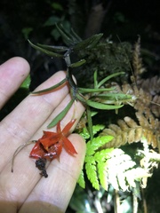 Epidendreae