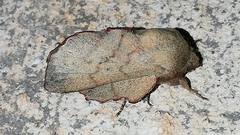 Phyllodesma suberifolia