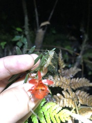 Epidendreae
