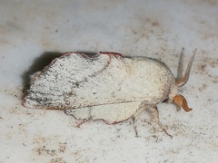 Phyllodesma suberifolia