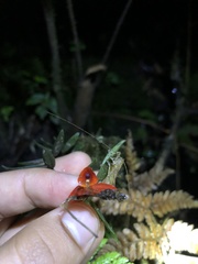 Epidendreae