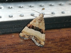 Pseudozarba bipartita