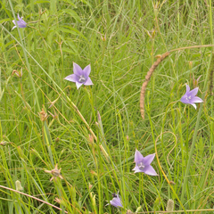 Wahlenbergia grandiflora