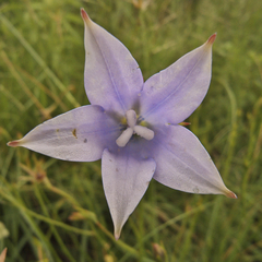 Wahlenbergia grandiflora