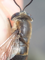 Heptatoma pellucens