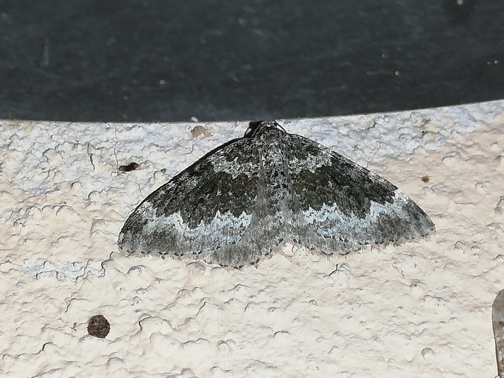 Xanthorhoe skoui