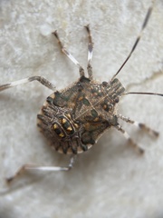 Halyomorpha halys