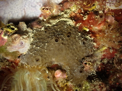 Irciniidae