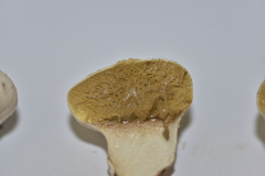 Lycoperdon norvegicum