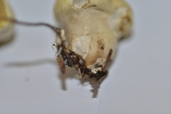 Lycoperdon norvegicum
