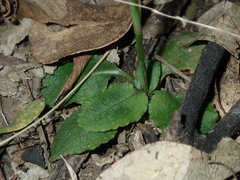 Pterostylis oblonga