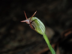 Pterostylis oblonga