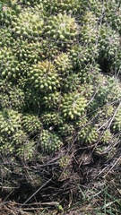 Mammillaria compressa