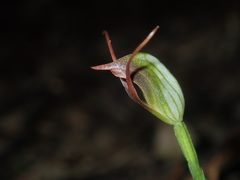 Pterostylis oblonga