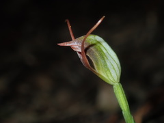 Pterostylis oblonga