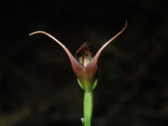 Pterostylis oblonga