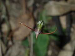 Pterostylis oblonga