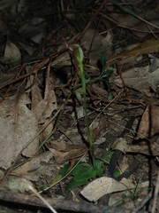 Pterostylis oblonga