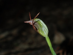 Pterostylis oblonga