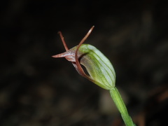 Pterostylis oblonga