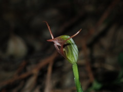 Pterostylis oblonga