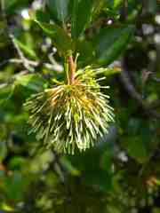 Cephalanthus natalensis
