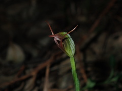 Pterostylis oblonga