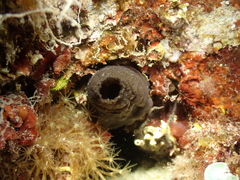 Phallusia fumigata