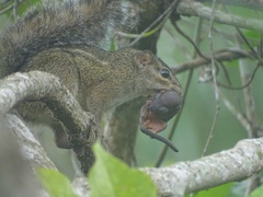 Funisciurus anerythrus