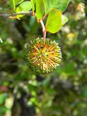 Cephalanthus natalensis
