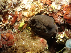 Phallusia fumigata