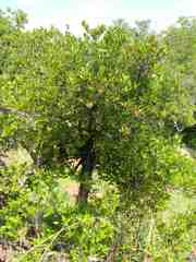Cephalanthus natalensis