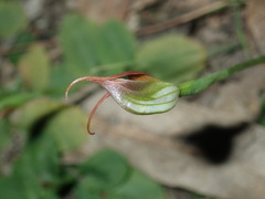 Pterostylis oblonga