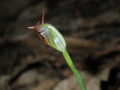 Pterostylis oblonga